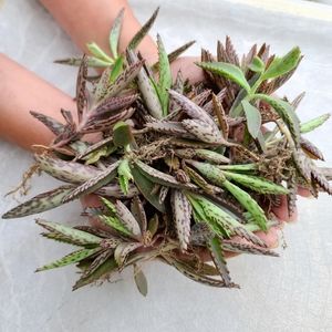 20 Pcs Rooted Mother Of Thousands Succulent Plants